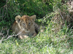 Sweet little lion cub